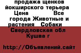 продажа щенков йокширского терьера › Цена ­ 25 000 - Все города Животные и растения » Собаки   . Свердловская обл.,Кушва г.